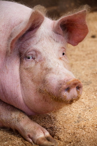Animal Farm by George Orwell adapted by Kieron Toner
